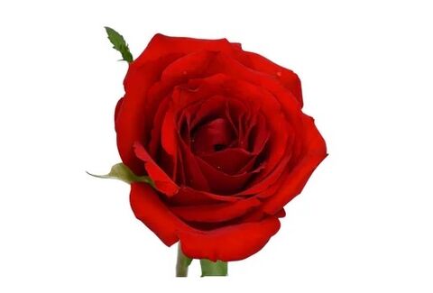 OcuVit contient une extrait de rose